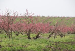 شکوفه های بهاری در طبیعت پارس‌آبادمغان
