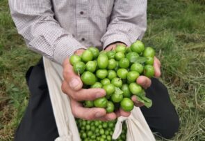 برداشت گوجه سبز در اسلام آبادمغان