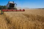 ستاد کشت قراردادی محصولات اساسی کشاورزی در استان اردبیل تشکیل می‌شود
