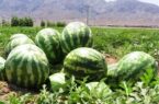 تولید ۲۱ هزار تن گندم با کشت فله‌ای هندوانه در استان اردبیل از دست رفت!