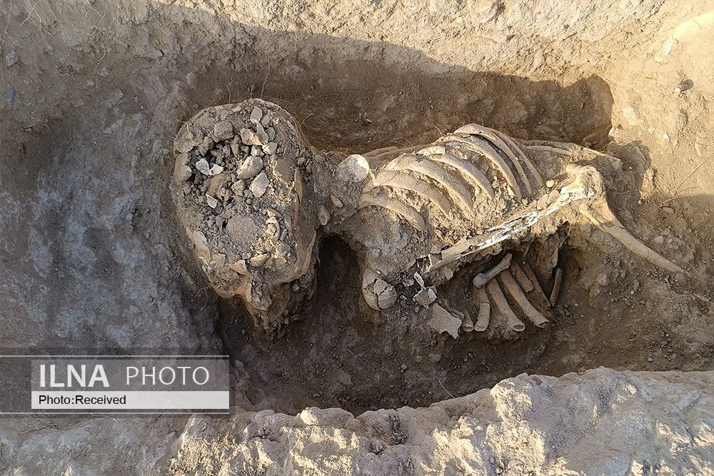 کشف سه نوع تدفین از دوره اسلامی در اولتان/ تعداد گورهای کشف شده به ۳۰ قبر رسید+عکس