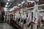 وقتی «کشت و صنعت مغان» کشور را بی نیاز از واردات گوشت قرمز می کند