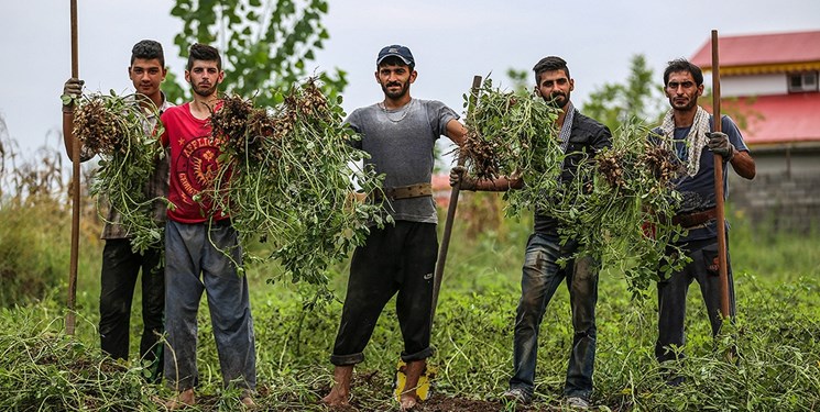 خلاقیت کشاورزان پارس آبادمغان اقتصاد منطقه را متحول کرد!