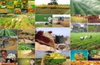 کشاورزی مغان در لبه پرتگاه | پای تضمینی که در پارس آباد می لَنگد
