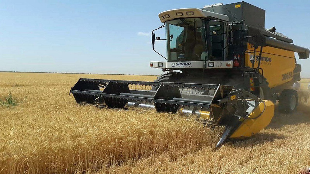 آغاز برداشت خوشه‌های طلایی در پارس‌آبادمغان