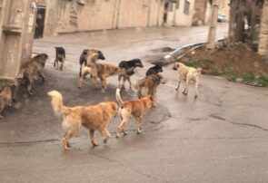 پارس‌آباد در تسخیر گله سگ های بی صاحب!