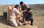 رهاسازی ۲۰ راس آهو در منطقه حفاظت شده مغان