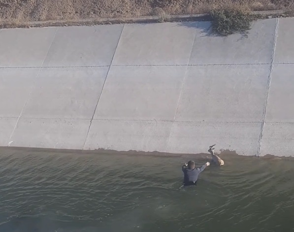 نجات آهوی سقوط کرده در کانال آب پارس آبادمغان