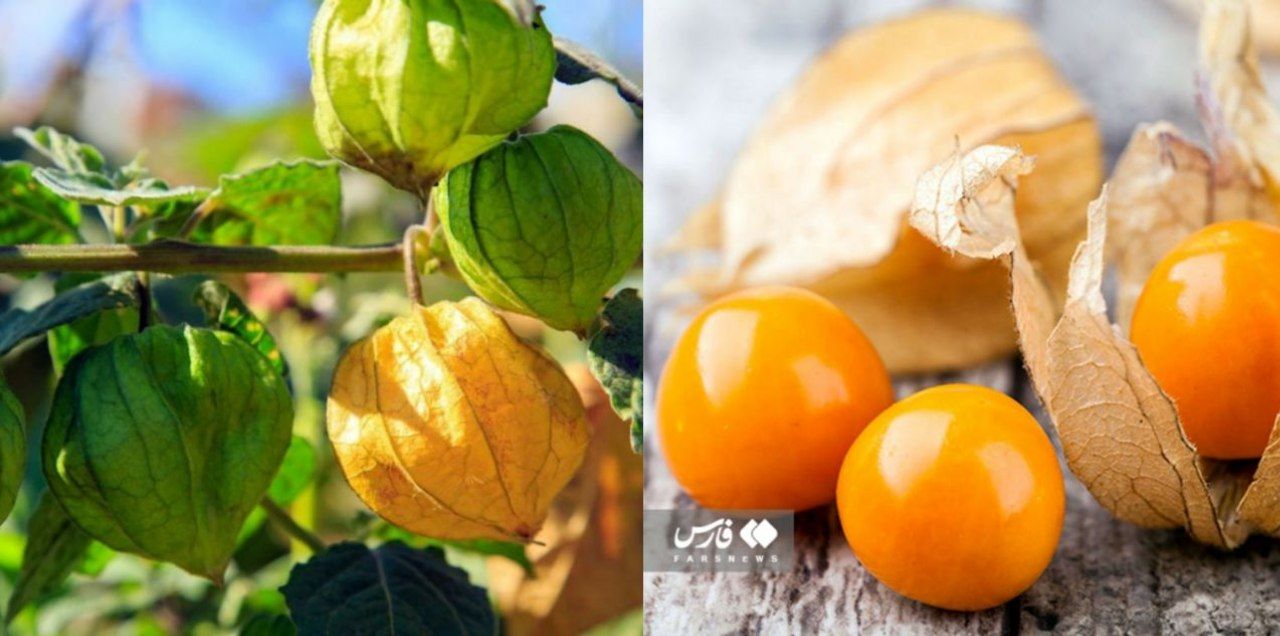 برداشت «فیسالیس» گران قیمت‌ترین میوه ایران در شهرستان هوراند