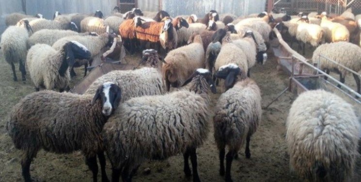 دستبرد شبانه سارقان به گوسفندان عشایر مغان