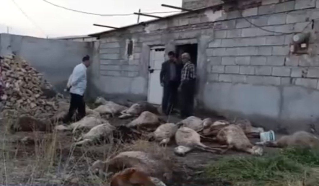 تلف شدن ۴۰ راس گوسفند بر اثر گرما در پارس آبادمغان + فیلم