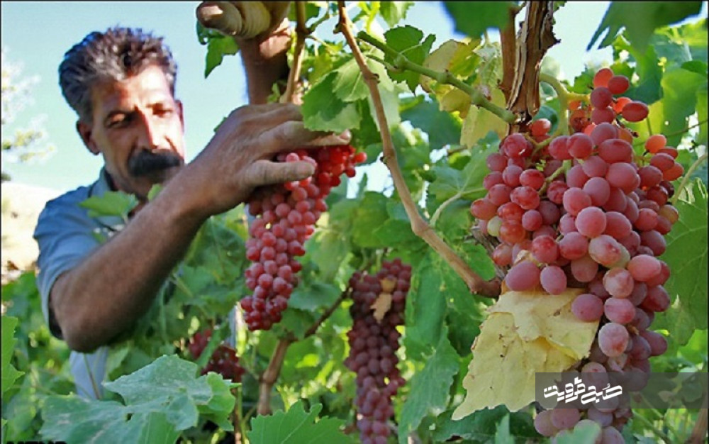 برداشت انگور قرمز تاکستانی در اصلاندوز