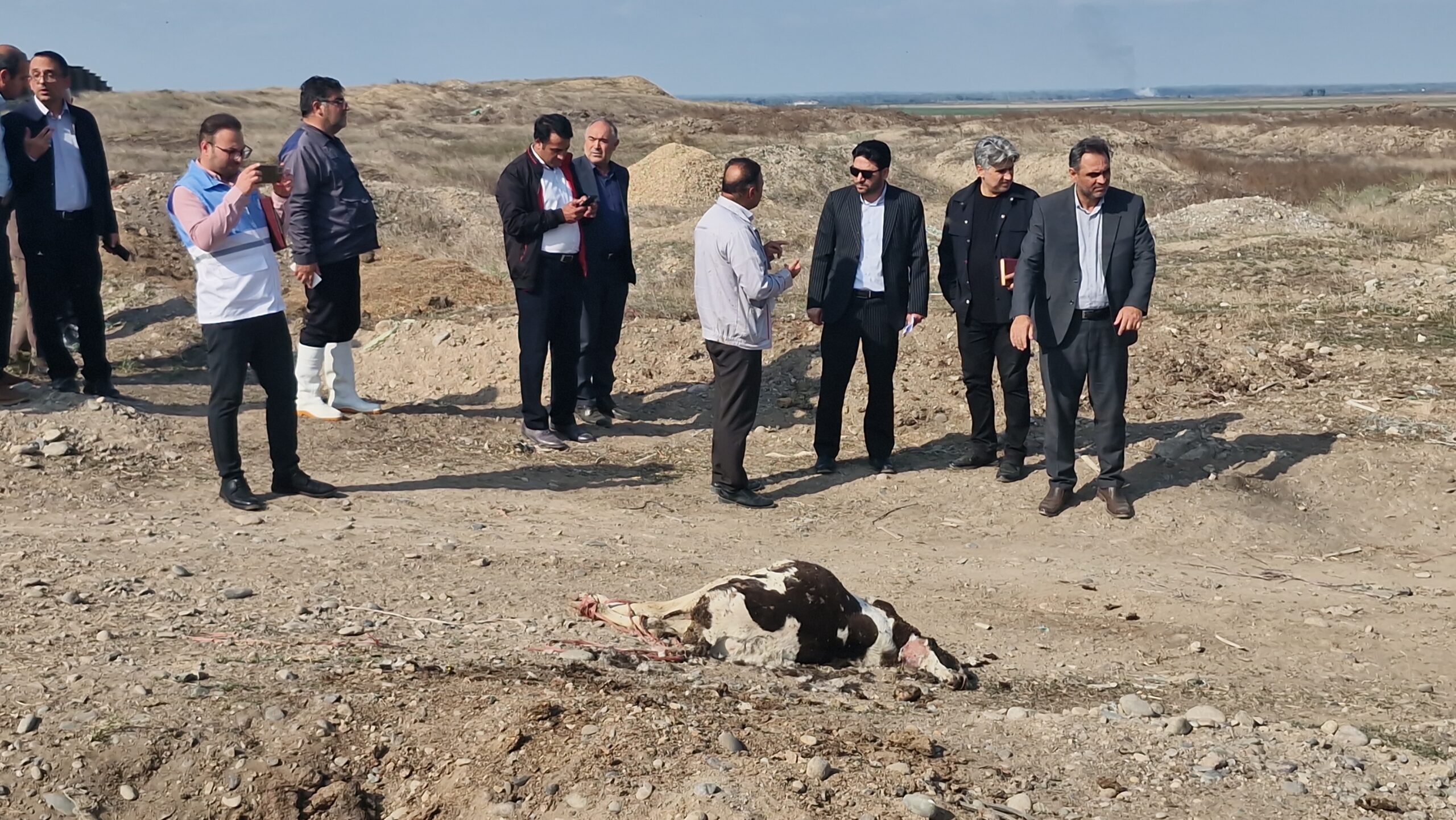 تشکیل پرونده قضایی برای شیوع تب برفکی در کشت و صنعت مغان؛ مدیرعامل و اعضای هیئت مدیره احضار شدند