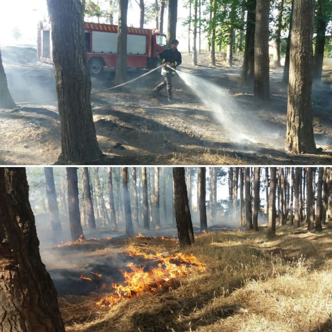 آقای دادستان؛ جلوی قتل عام پارک کاج روستای عبدالرضاباد شهرستان پارس آباد را بگیرید