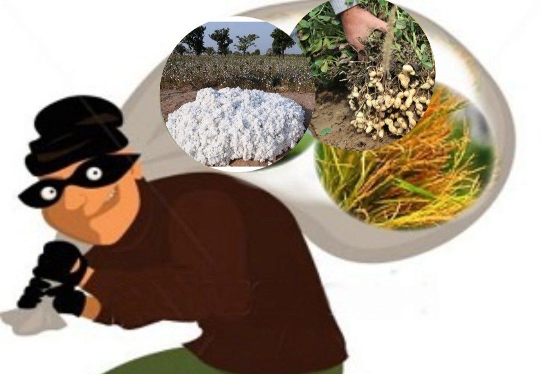 دستگیری سارقان محصولات کشاورزی در پارس آبادمغان