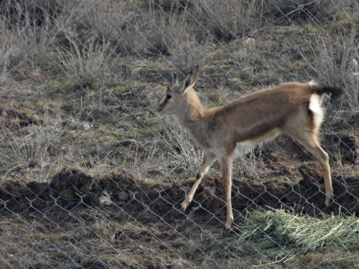 مرحله تازه احیای آهوی مغان کلید خورد؛ آهوان سهرین زنجان به پناهگاه مغان رسیدند