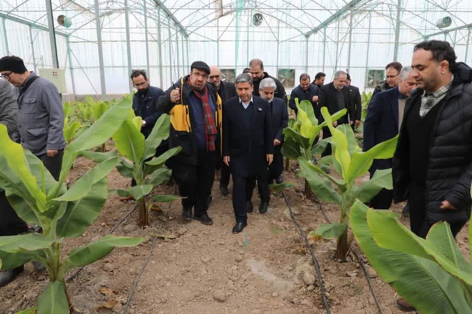 تولید موز در پارس آبادمغان +عکس