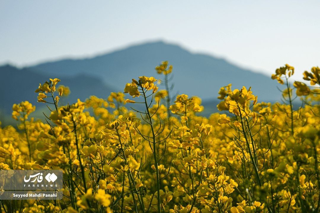 زیبایی‌های مزارع کلزا در دشت مغان